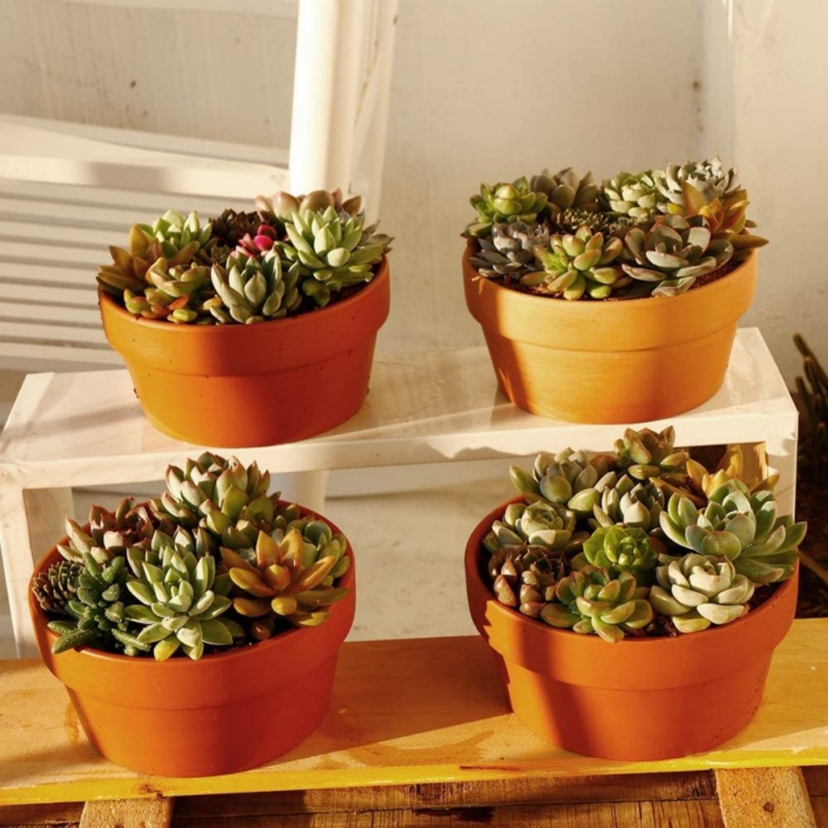 6 PCS Terracotta Buld Pots 3.5 - Cactus Mix Pot review and price