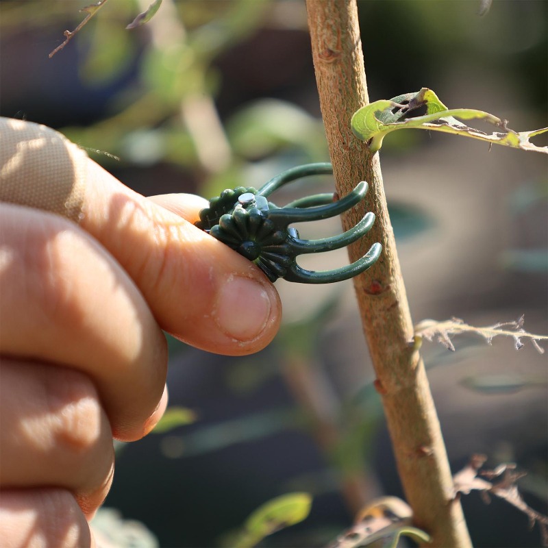 Wholesale Mini Plant Support C - Plant Parent Tools review and price