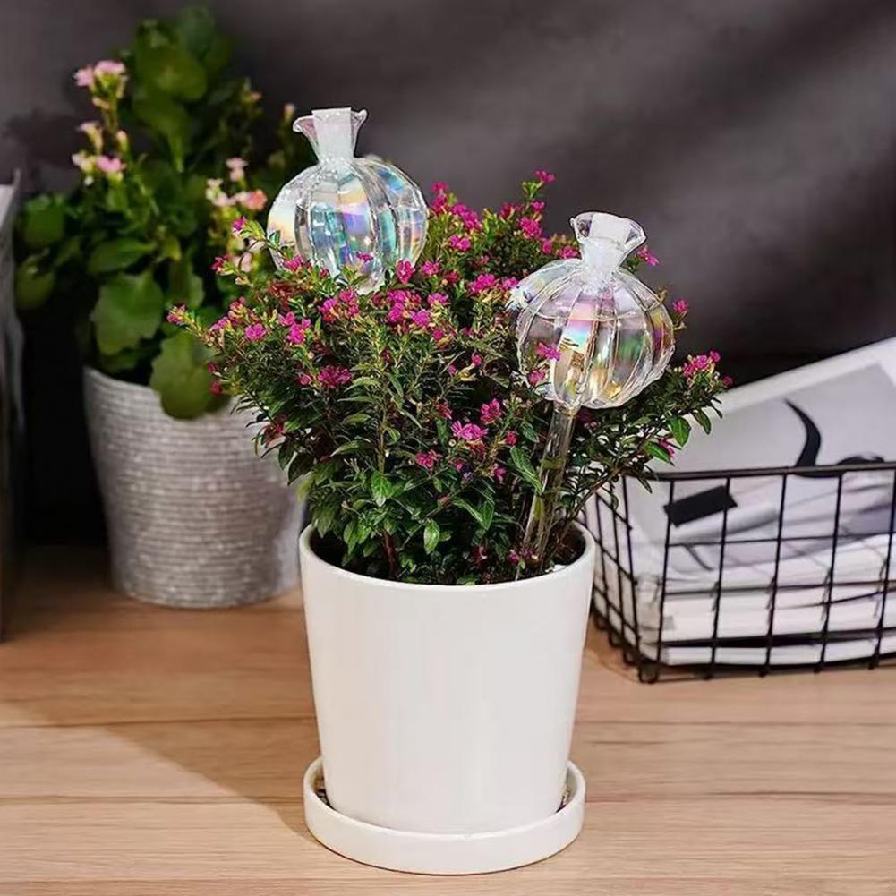24cm Cactus Self Watering Bulb - Cactus Mix Pot review and price