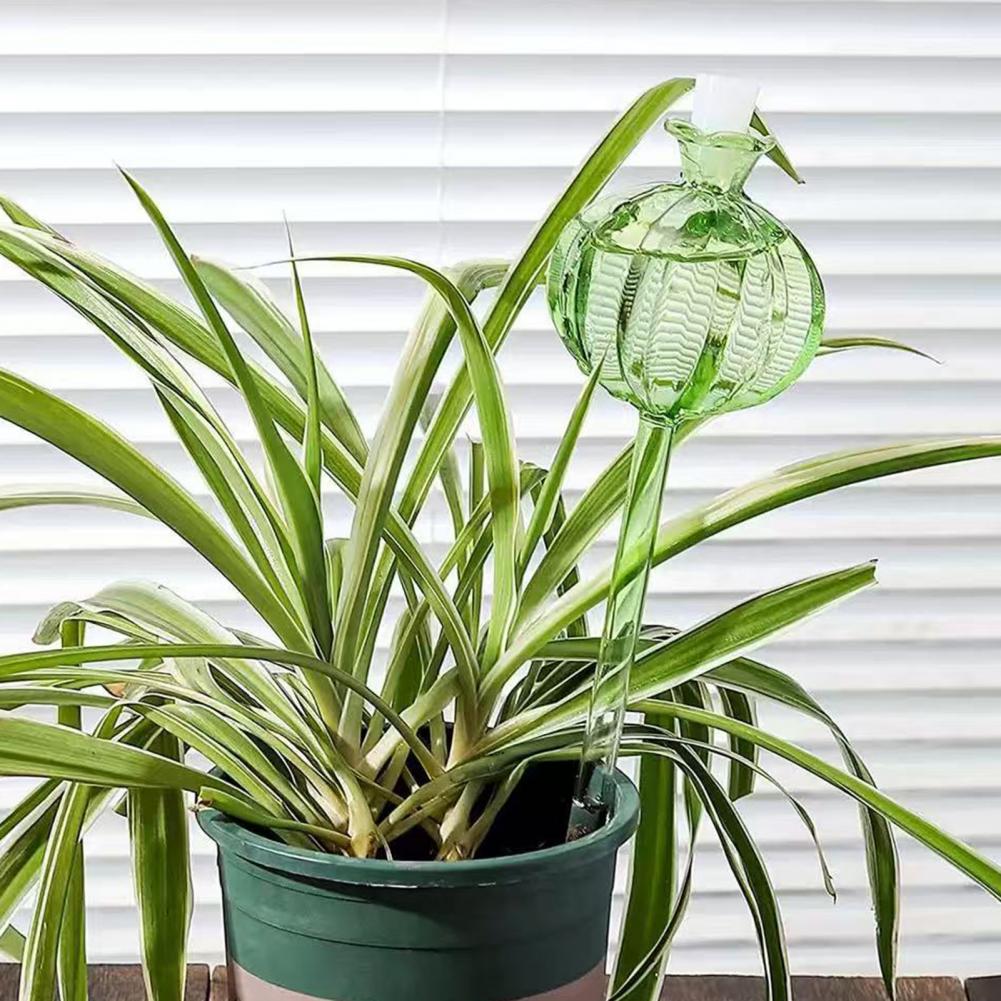 24cm Cactus Self Watering Bulb - Cactus Mix Pot review and price
