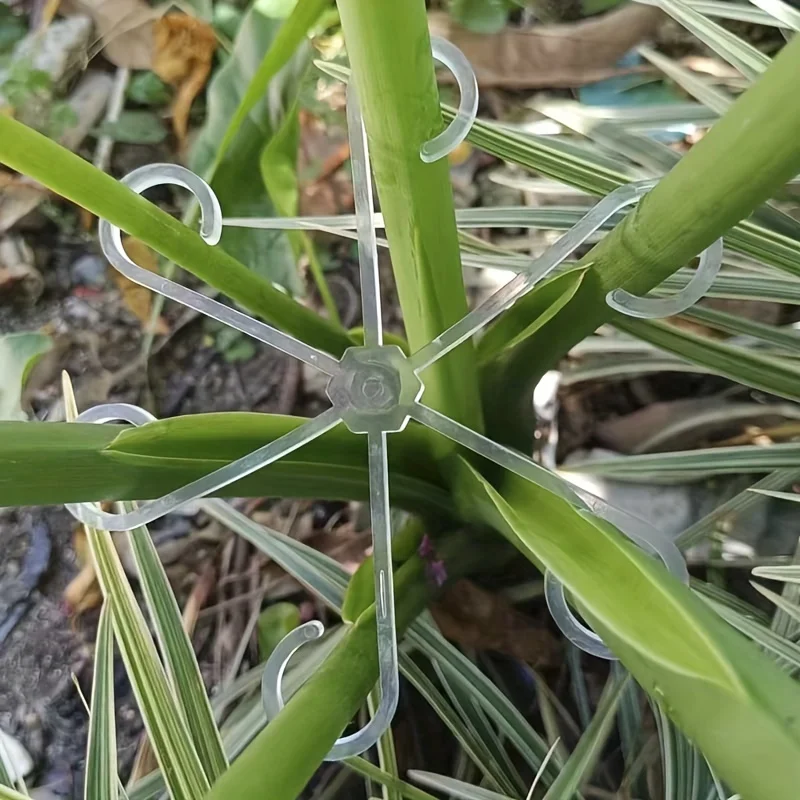 4pcs Climbing Plants Support C - Variegated Monstera Node review and price