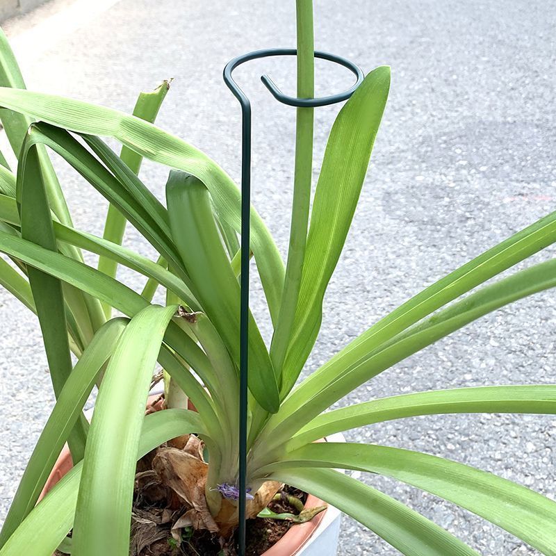 1-10pcs Metal Single Stem Plan - Plant Parent Tools review and price
